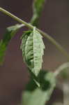 White snakeroot